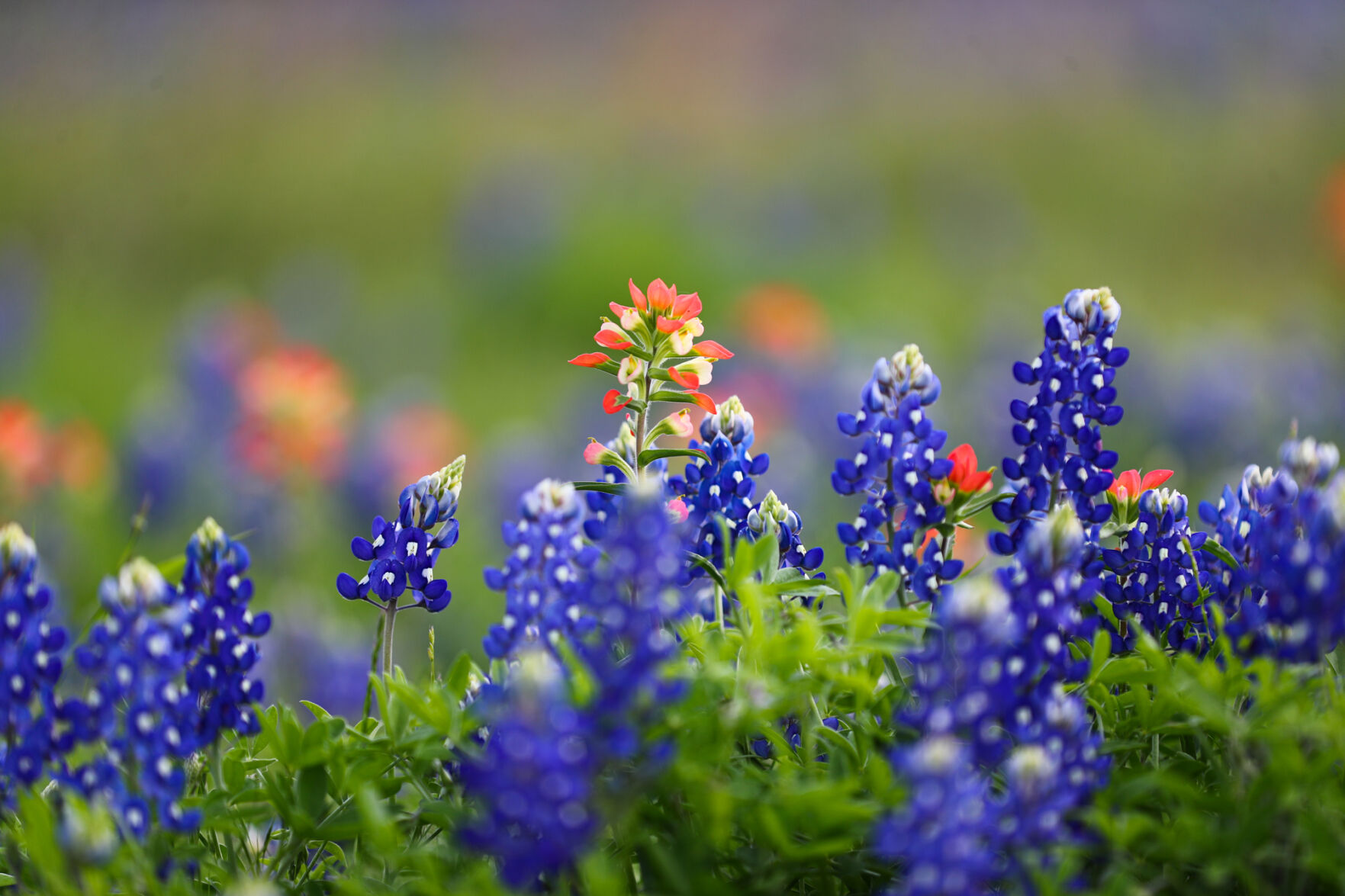 Brazos Valley Wildflowers
